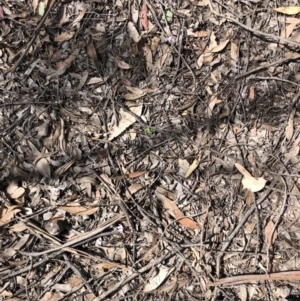 Caladenia fuscata at O'Connor, ACT - 27 Sep 2020