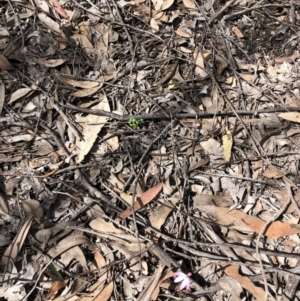 Caladenia fuscata at O'Connor, ACT - 27 Sep 2020