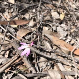 Caladenia fuscata at O'Connor, ACT - 27 Sep 2020