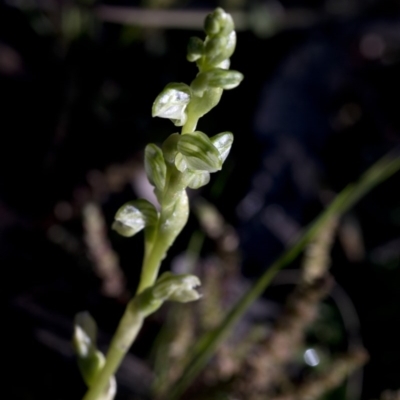 Hymenochilus cycnocephalus (Swan greenhood) at Coree, ACT - 27 Sep 2020 by JudithRoach