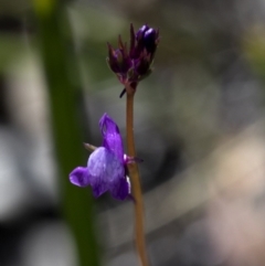 Linaria pelisseriana (Pelisser's Toadflax) at Coree, ACT - 26 Sep 2020 by JudithRoach