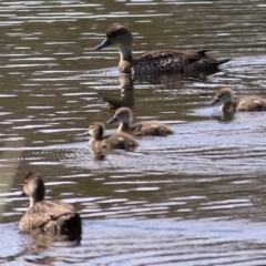 Anas gracilis (Grey Teal) at West Wodonga, VIC - 26 Sep 2020 by Kyliegw