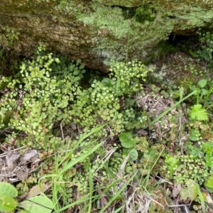 Adiantum aethiopicum at Rossi, NSW - 26 Sep 2020