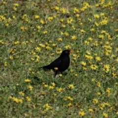 Turdus merula (Eurasian Blackbird) at West Wodonga, VIC - 26 Sep 2020 by Kyliegw