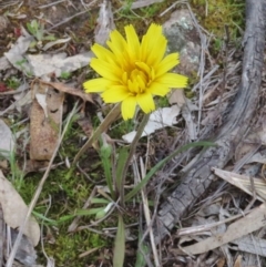 Microseris walteri (Yam Daisy, Murnong) at Tuggeranong DC, ACT - 26 Sep 2020 by Owen