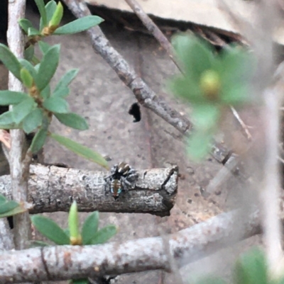 Maratus calcitrans (Kicking peacock spider) at Dryandra St Woodland - 27 Sep 2020 by NedJohnston