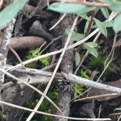 Maratus calcitrans at O'Connor, ACT - suppressed