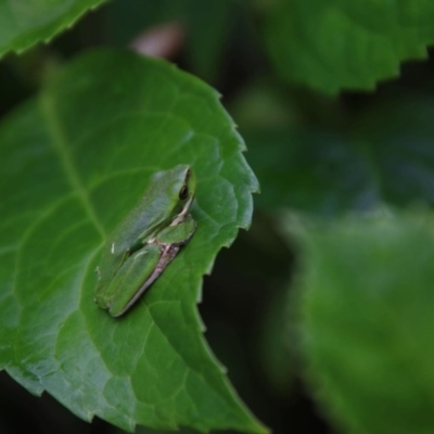 Litoria fallax (Eastern Dwarf Tree Frog) at Moruya, NSW - 26 Sep 2020 by LisaH