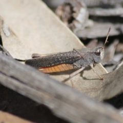 Cryptobothrus chrysophorus (Golden Bandwing) at Hughes, ACT - 27 Sep 2020 by LisaH