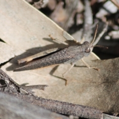 Cryptobothrus chrysophorus at Hughes, ACT - 27 Sep 2020