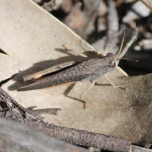 Cryptobothrus chrysophorus at Hughes, ACT - 27 Sep 2020