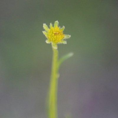 Unidentified Daisy at Deakin, ACT - 26 Sep 2020 by LisaH