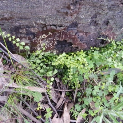 Asplenium flabellifolium (Necklace Fern) at Majura, ACT - 27 Sep 2020 by SilkeSma