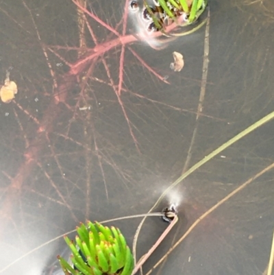 Myriophyllum variifolium (Varied Water-milfoil) at Wollogorang, NSW - 24 Sep 2020 by JaneR