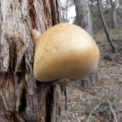 Laetiporus portentosus (White Punk) at Mount Ainslie - 26 Sep 2020 by SilkeSma