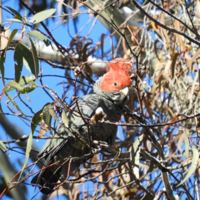 Callocephalon fimbriatum (Gang-gang Cockatoo) at Cotter River, ACT - 25 Sep 2020 by MatthewFrawley