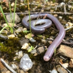 Anilios proximus (Woodland Blind Snake) at Glenroy, NSW - 26 Sep 2020 by Damian Michael