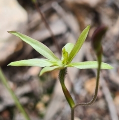 Caladenia sp. (A Caladenia) at Denman Prospect, ACT - 27 Sep 2020 by AaronClausen
