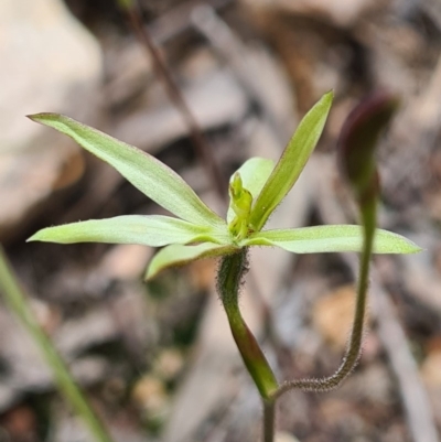 Caladenia sp. (A Caladenia) at Denman Prospect, ACT - 26 Sep 2020 by AaronClausen