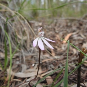 Caladenia fuscata at Downer, ACT - 27 Sep 2020