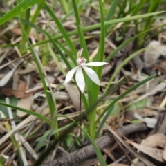 Caladenia fuscata at Downer, ACT - suppressed