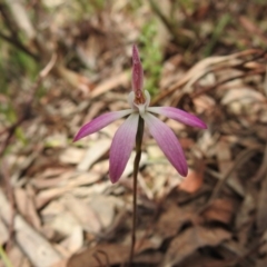 Caladenia fuscata at Downer, ACT - 27 Sep 2020