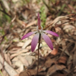 Caladenia fuscata at Downer, ACT - suppressed