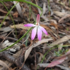 Caladenia fuscata at Downer, ACT - suppressed