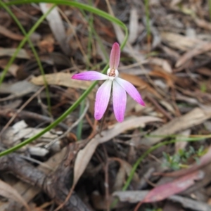 Caladenia fuscata at Downer, ACT - suppressed