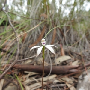 Caladenia ustulata at Bruce, ACT - suppressed