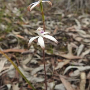 Caladenia ustulata at Bruce, ACT - suppressed