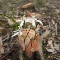 Caladenia ustulata (Brown Caps) at Downer, ACT - 27 Sep 2020 by Liam.m