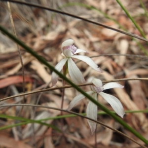 Caladenia ustulata at Downer, ACT - 27 Sep 2020