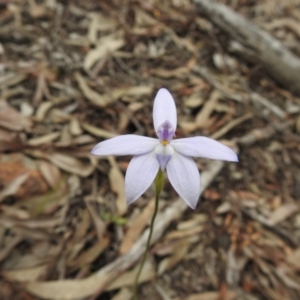 Glossodia major at Downer, ACT - suppressed