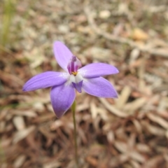 Glossodia major at Downer, ACT - 27 Sep 2020