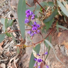 Hardenbergia violacea (False Sarsaparilla) at Downer, ACT - 27 Sep 2020 by Liam.m