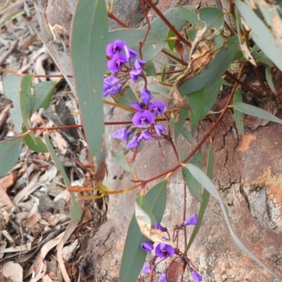 Hardenbergia violacea (False Sarsaparilla) at Downer, ACT - 27 Sep 2020 by Liam.m