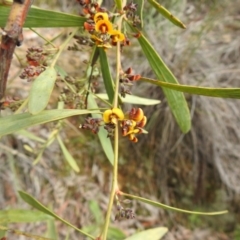 Daviesia mimosoides (Bitter Pea) at Downer, ACT - 26 Sep 2020 by Liam.m