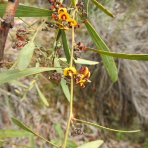 Daviesia mimosoides at Downer, ACT - 27 Sep 2020 09:44 AM