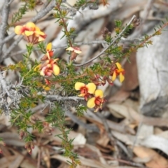 Dillwynia phylicoides (A Parrot-pea) at Downer, ACT - 27 Sep 2020 by Liam.m