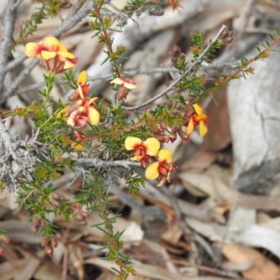 Dillwynia phylicoides (A Parrot-pea) at Downer, ACT - 27 Sep 2020 by Liam.m