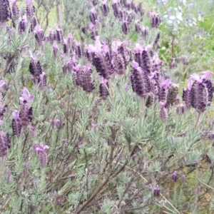 Lavandula stoechas at Isaacs Ridge - 26 Sep 2020