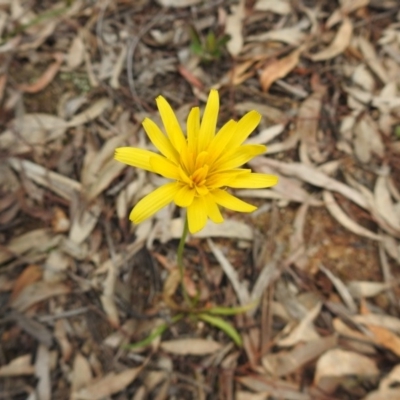 Unidentified Daisy at Black Mountain - 27 Sep 2020 by Liam.m