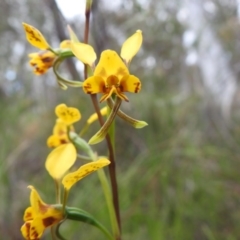 Diuris nigromontana (Black Mountain Leopard Orchid) at Downer, ACT - 27 Sep 2020 by Liam.m