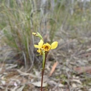 Diuris nigromontana at Downer, ACT - 27 Sep 2020