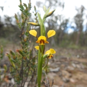 Diuris nigromontana at Downer, ACT - 27 Sep 2020