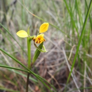 Diuris nigromontana at Downer, ACT - 27 Sep 2020