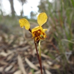 Diuris nigromontana (Black Mountain Leopard Orchid) at Downer, ACT - 27 Sep 2020 by Liam.m