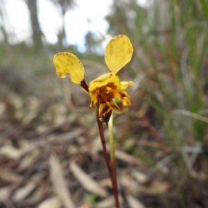 Diuris nigromontana at Downer, ACT - suppressed