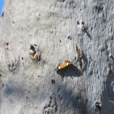 Vanessa itea (Yellow Admiral) at Wanniassa Hill - 16 Sep 2020 by Liam.m